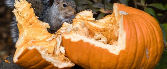 How to Keep Squirrels From Destroying Your Pumpkins Lifehacker